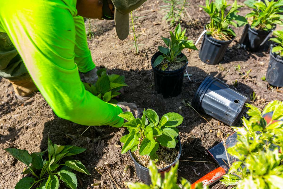 21 Best Low Maintenance Plants for Commercial Landscapes in Washington